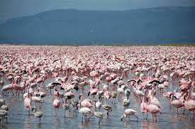 Nakuru County destination for tourist
