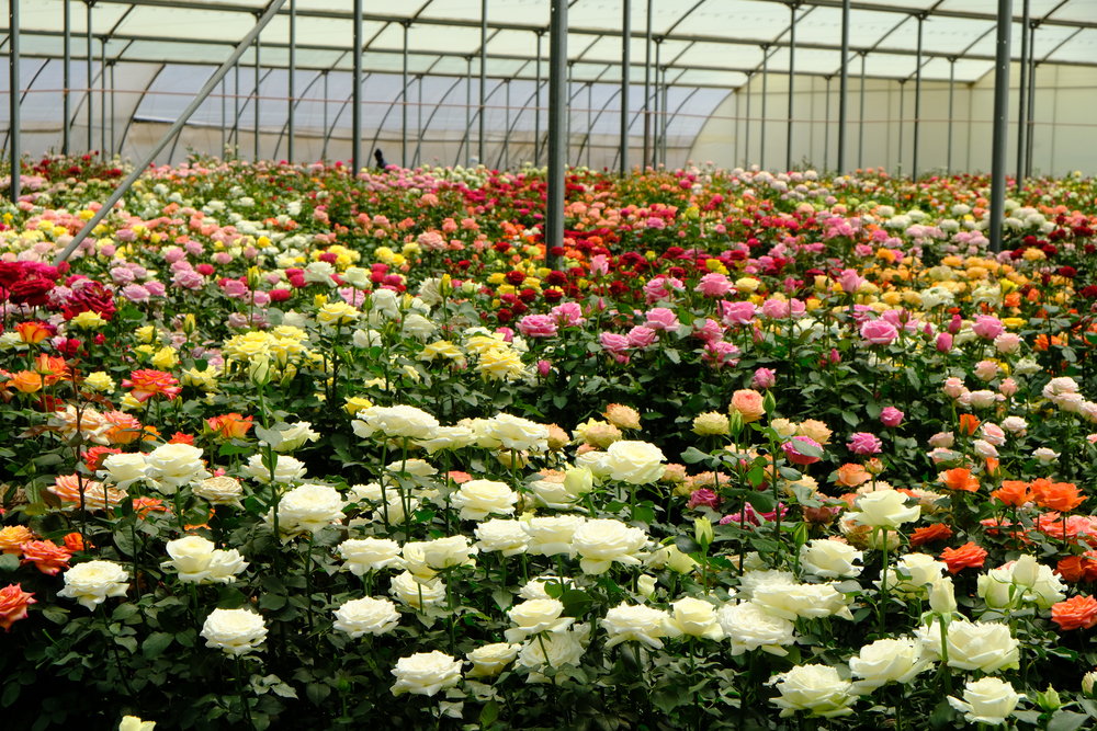 Land for sale in Naivasha